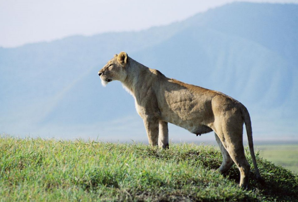 持续大量交仓带来压力 不锈钢期货掉头大跌【SMM评论】