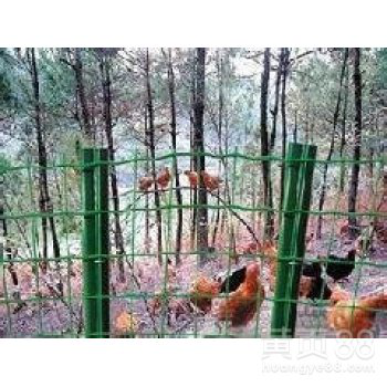 养殖荷兰网价格首选瑞才荷兰网厂家诚信发货