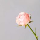 user_img