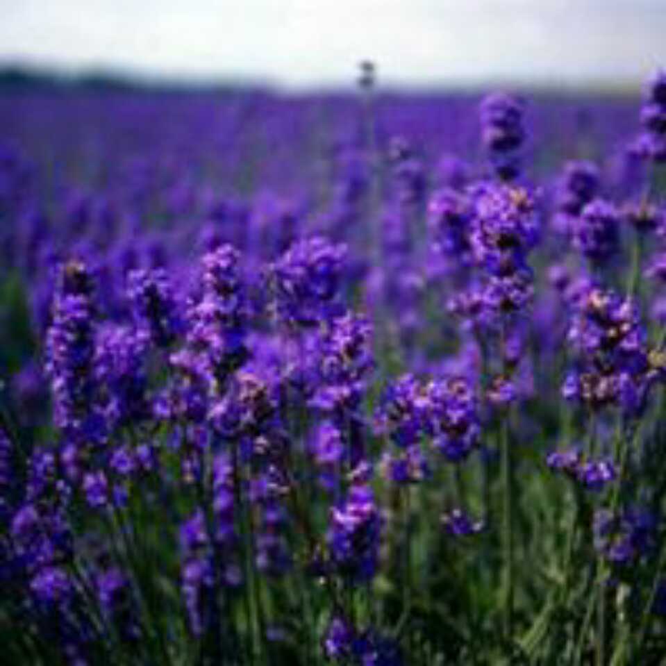 user_img